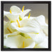 Wunderschöne weiße Calla Lilien auf Leinwandbild Quadratisch gerahmt Größe 40x40