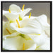 Wunderschöne weiße Calla Lilien auf Leinwandbild Quadratisch gerahmt Größe 70x70