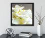 Wunderschöne weiße Calla Lilien  auf Leinwandbild Quadratisch gerahmt mit Kirschblüten