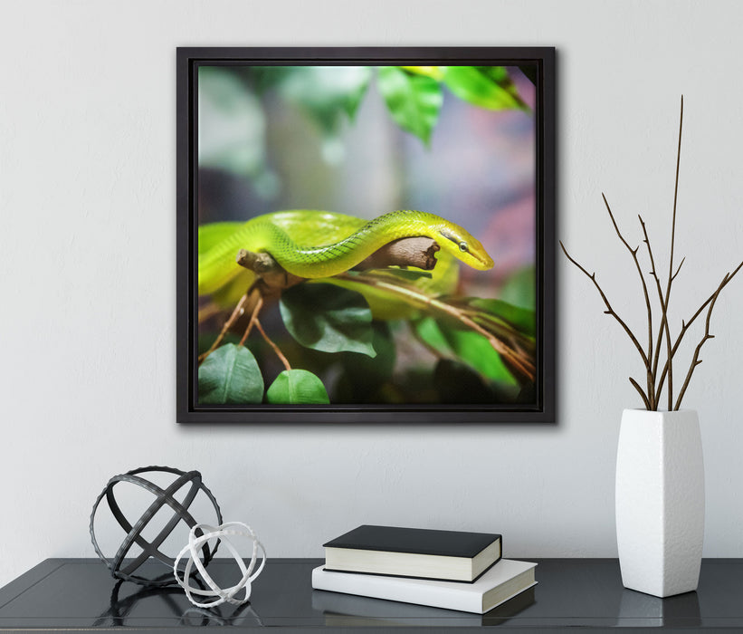 Raue grüne Schlange  auf Leinwandbild Quadratisch gerahmt mit Kirschblüten
