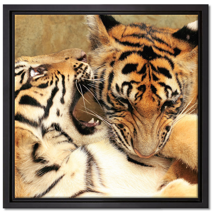 Zwei junge Tiger beim Kämpfen auf Leinwandbild Quadratisch gerahmt Größe 40x40