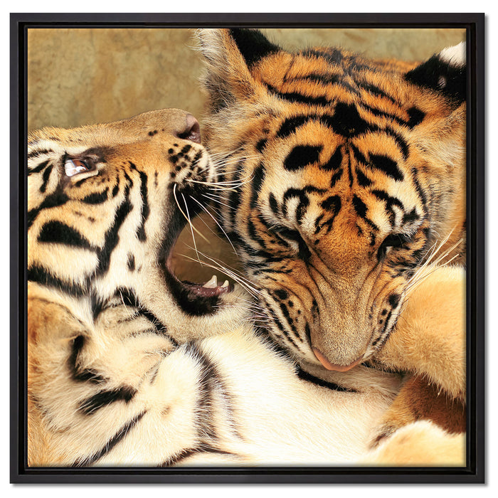 Zwei junge Tiger beim Kämpfen auf Leinwandbild Quadratisch gerahmt Größe 60x60