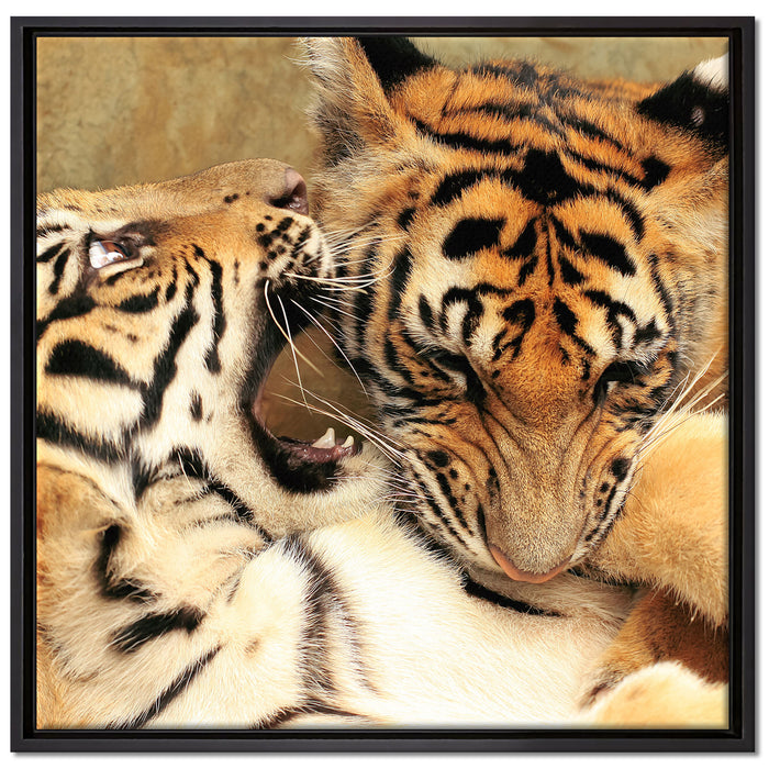 Zwei junge Tiger beim Kämpfen auf Leinwandbild Quadratisch gerahmt Größe 70x70