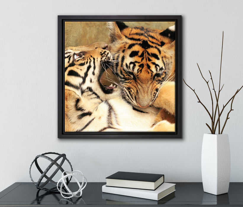 Zwei junge Tiger beim Kämpfen  auf Leinwandbild Quadratisch gerahmt mit Kirschblüten