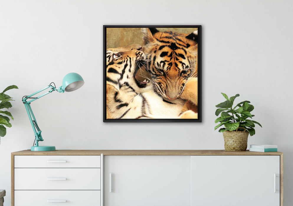 Zwei junge Tiger beim Kämpfen auf Leinwandbild gerahmt Quadratisch verschiedene Größen im Wohnzimmer