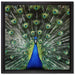 Schöner Pfau mit seinem Gefieder auf Leinwandbild Quadratisch gerahmt Größe 40x40