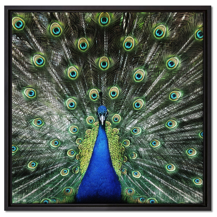 Schöner Pfau mit seinem Gefieder auf Leinwandbild Quadratisch gerahmt Größe 60x60