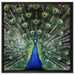 Schöner Pfau mit seinem Gefieder auf Leinwandbild Quadratisch gerahmt Größe 60x60