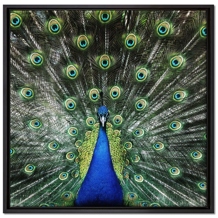 Schöner Pfau mit seinem Gefieder auf Leinwandbild Quadratisch gerahmt Größe 70x70