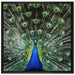Schöner Pfau mit seinem Gefieder auf Leinwandbild Quadratisch gerahmt Größe 70x70