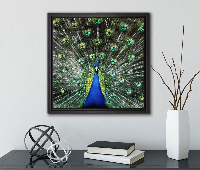 Schöner Pfau mit seinem Gefieder  auf Leinwandbild Quadratisch gerahmt mit Kirschblüten