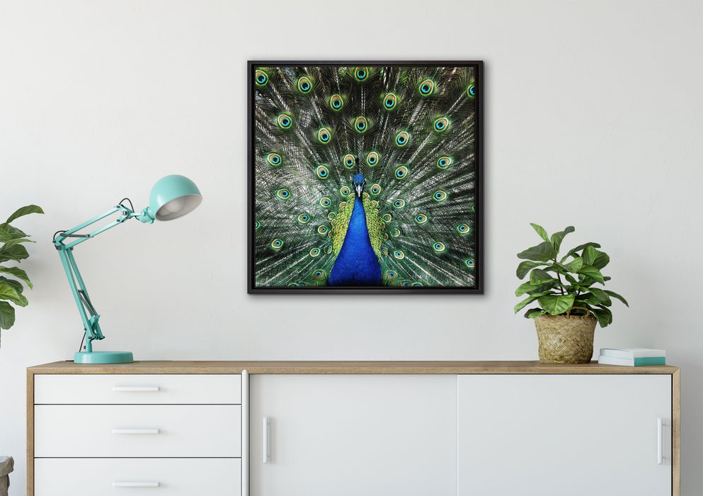 Schöner Pfau mit seinem Gefieder auf Leinwandbild gerahmt Quadratisch verschiedene Größen im Wohnzimmer