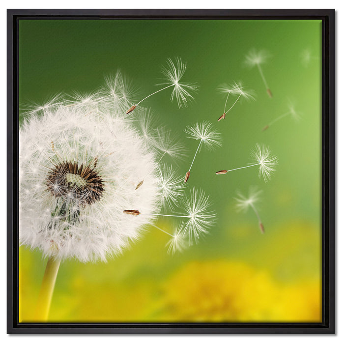Löwenzahn Samen auf Leinwandbild Quadratisch gerahmt Größe 60x60