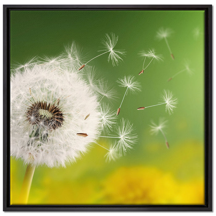 Löwenzahn Samen auf Leinwandbild Quadratisch gerahmt Größe 70x70