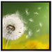 Löwenzahn Samen auf Leinwandbild Quadratisch gerahmt Größe 70x70