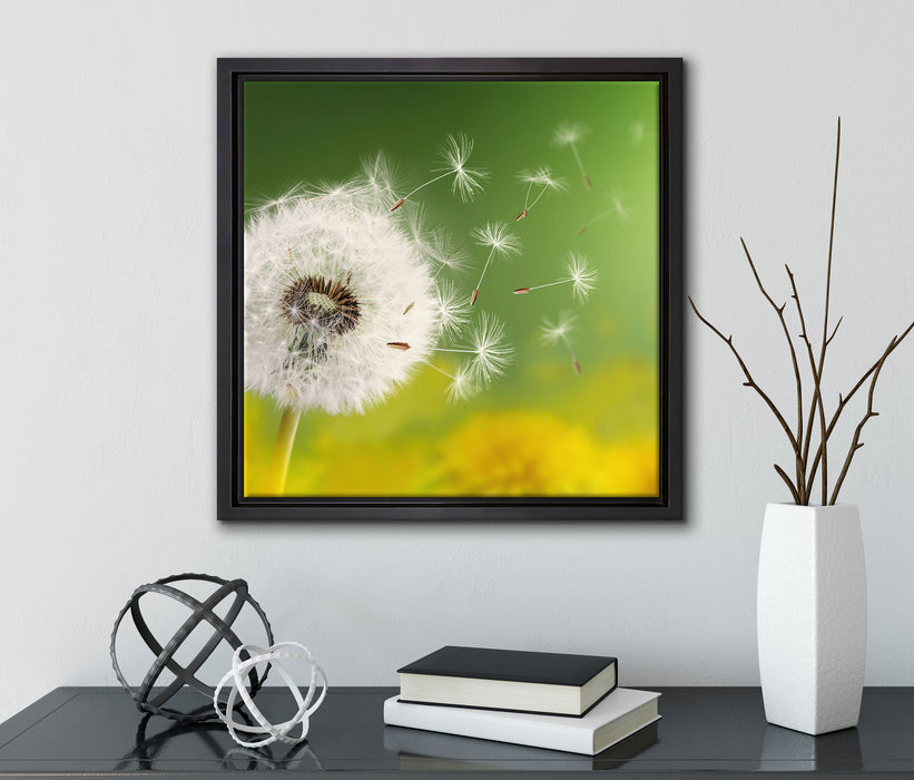 Löwenzahn Samen  auf Leinwandbild Quadratisch gerahmt mit Kirschblüten