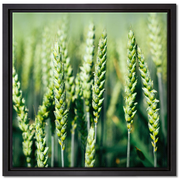 Grüne Weizen auf dem Feld auf Leinwandbild Quadratisch gerahmt Größe 40x40