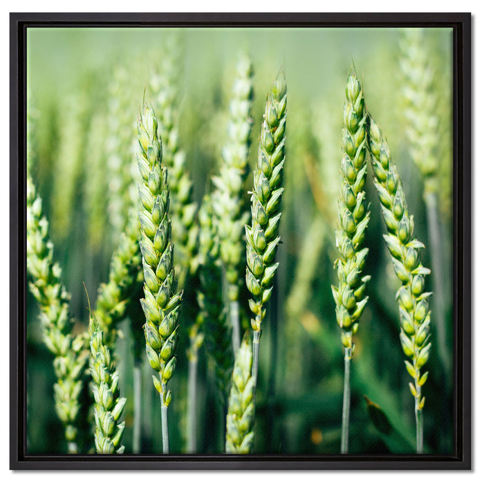Grüne Weizen auf dem Feld auf Leinwandbild Quadratisch gerahmt Größe 60x60