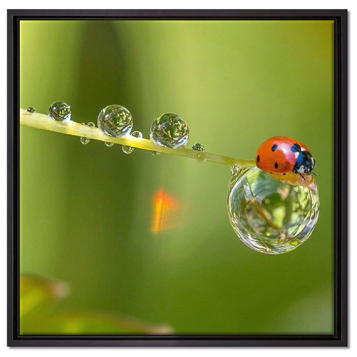 Marienkäfer Wassertropfen auf Leinwandbild Quadratisch gerahmt Größe 60x60