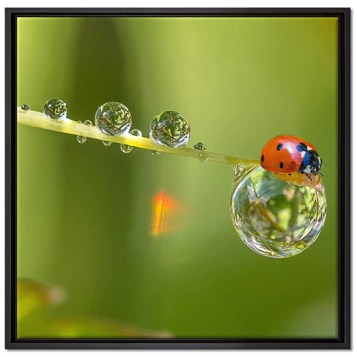 Marienkäfer Wassertropfen auf Leinwandbild Quadratisch gerahmt Größe 70x70