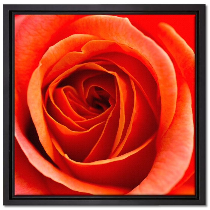 Detaillierte rote Rosenblüte auf Leinwandbild Quadratisch gerahmt Größe 40x40