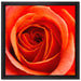 Detaillierte rote Rosenblüte auf Leinwandbild Quadratisch gerahmt Größe 40x40