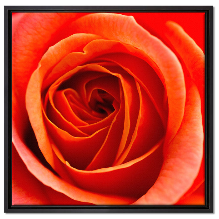 Detaillierte rote Rosenblüte auf Leinwandbild Quadratisch gerahmt Größe 60x60