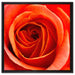 Detaillierte rote Rosenblüte auf Leinwandbild Quadratisch gerahmt Größe 60x60