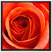 Detaillierte rote Rosenblüte auf Leinwandbild Quadratisch gerahmt Größe 70x70