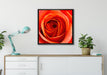 Detaillierte rote Rosenblüte auf Leinwandbild gerahmt Quadratisch verschiedene Größen im Wohnzimmer