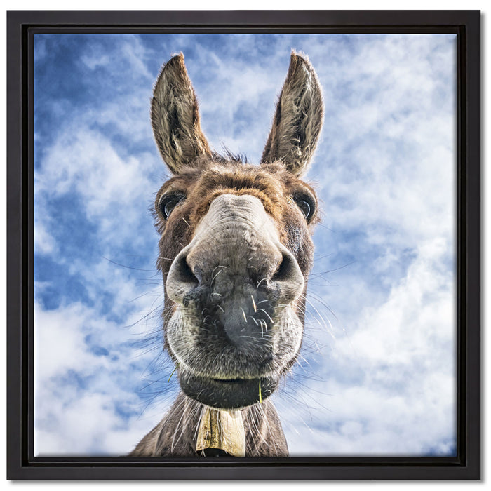 Lustiger Esel auf Leinwandbild Quadratisch gerahmt Größe 40x40