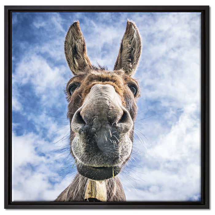Lustiger Esel auf Leinwandbild Quadratisch gerahmt Größe 60x60
