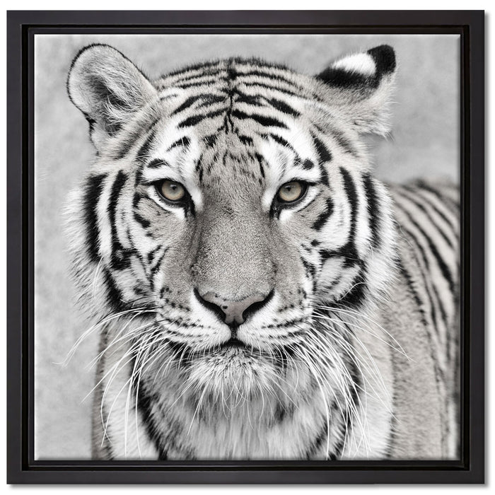Anmutiger Tiger in auf Leinwandbild Quadratisch gerahmt Größe 40x40