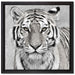 Anmutiger Tiger in auf Leinwandbild Quadratisch gerahmt Größe 40x40