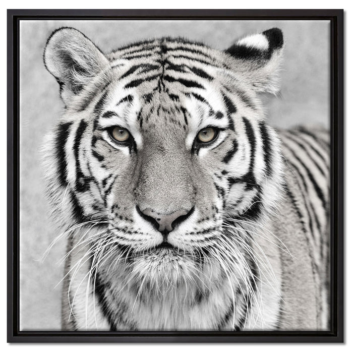 Anmutiger Tiger in auf Leinwandbild Quadratisch gerahmt Größe 60x60