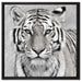 Anmutiger Tiger in auf Leinwandbild Quadratisch gerahmt Größe 60x60