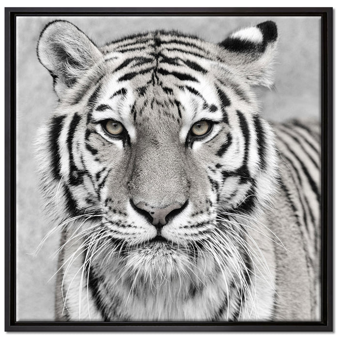 Anmutiger Tiger in auf Leinwandbild Quadratisch gerahmt Größe 70x70