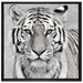 Anmutiger Tiger in auf Leinwandbild Quadratisch gerahmt Größe 70x70