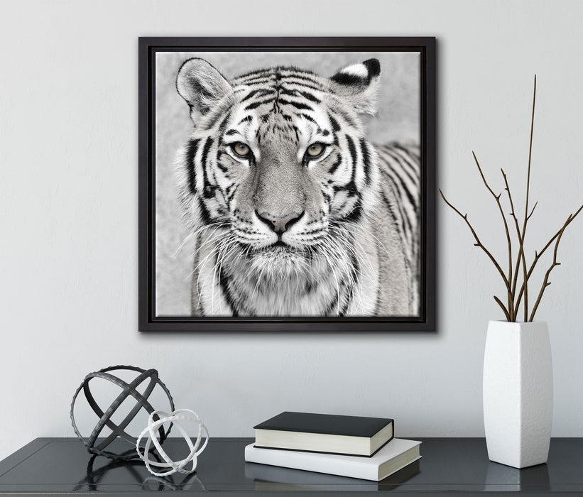 Anmutiger Tiger in  auf Leinwandbild Quadratisch gerahmt mit Kirschblüten