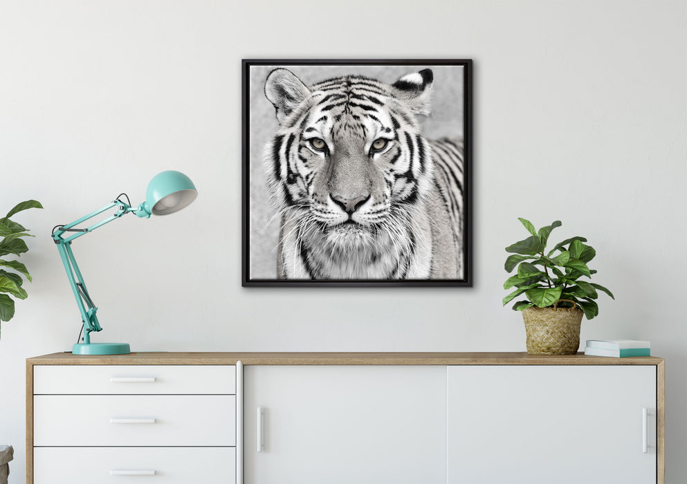 Anmutiger Tiger in auf Leinwandbild gerahmt Quadratisch verschiedene Größen im Wohnzimmer