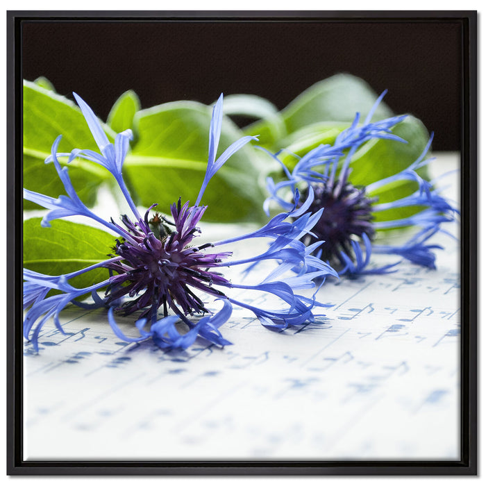 Notenblatt mit Kornblume auf Leinwandbild Quadratisch gerahmt Größe 70x70