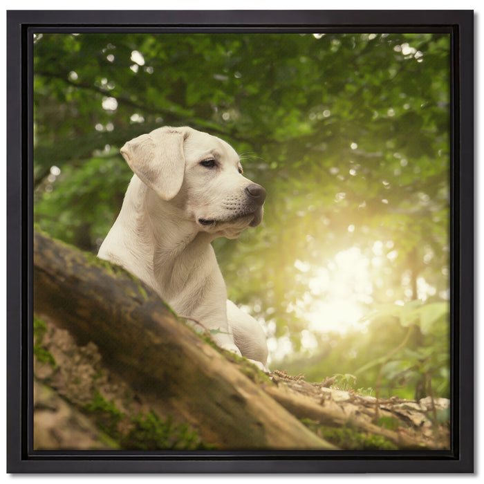 Labrador Welpe im Wald auf Leinwandbild Quadratisch gerahmt Größe 40x40