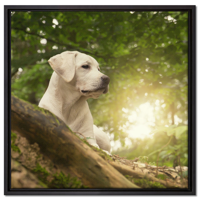 Labrador Welpe im Wald auf Leinwandbild Quadratisch gerahmt Größe 60x60