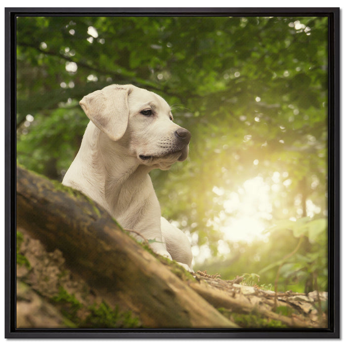 Labrador Welpe im Wald auf Leinwandbild Quadratisch gerahmt Größe 70x70