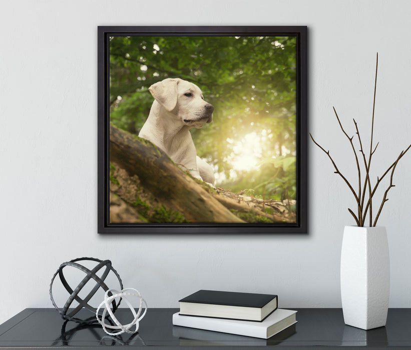Labrador Welpe im Wald  auf Leinwandbild Quadratisch gerahmt mit Kirschblüten