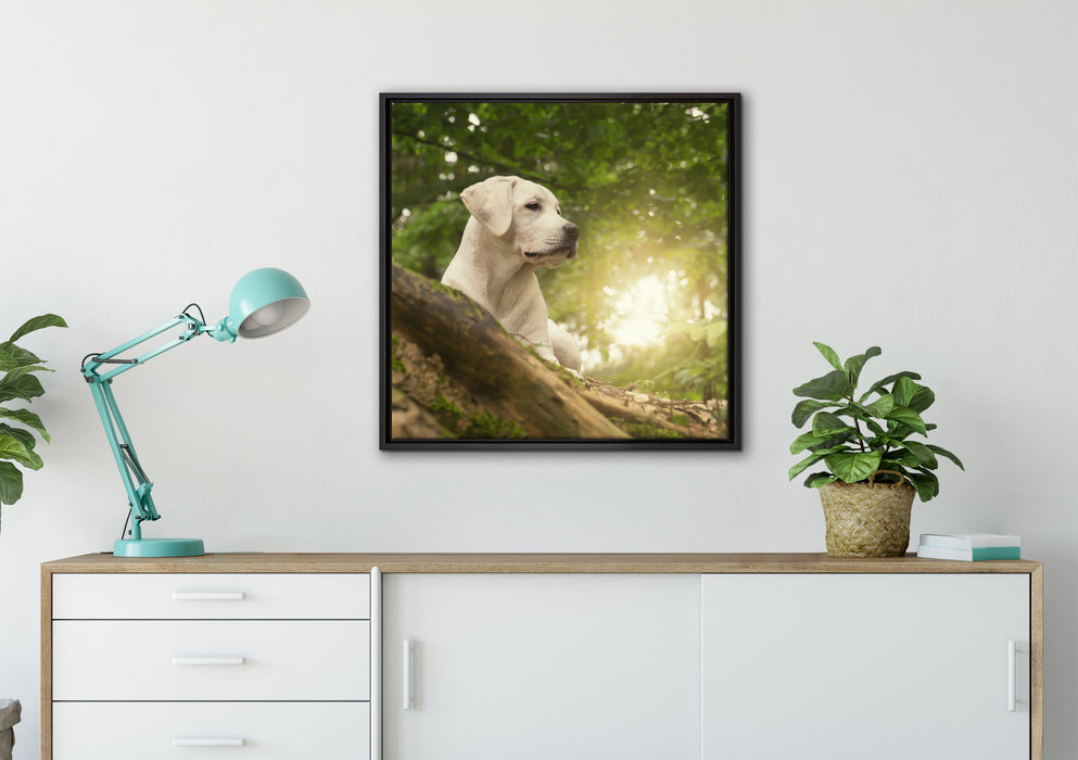 Labrador Welpe im Wald auf Leinwandbild gerahmt Quadratisch verschiedene Größen im Wohnzimmer