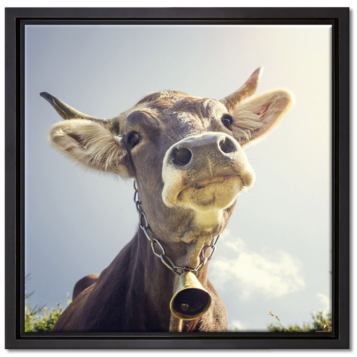 Lustiges Portrait einer Kuh auf Leinwandbild Quadratisch gerahmt Größe 40x40