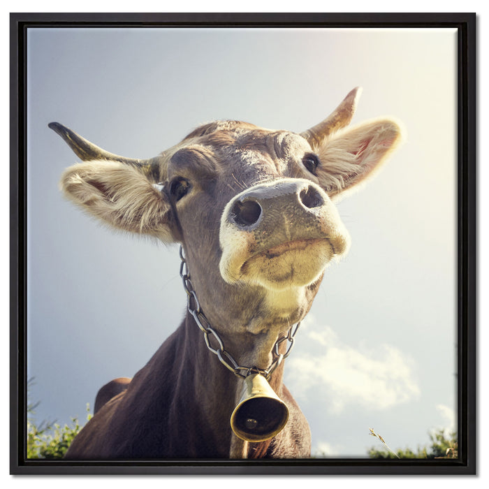 Lustiges Portrait einer Kuh auf Leinwandbild Quadratisch gerahmt Größe 60x60
