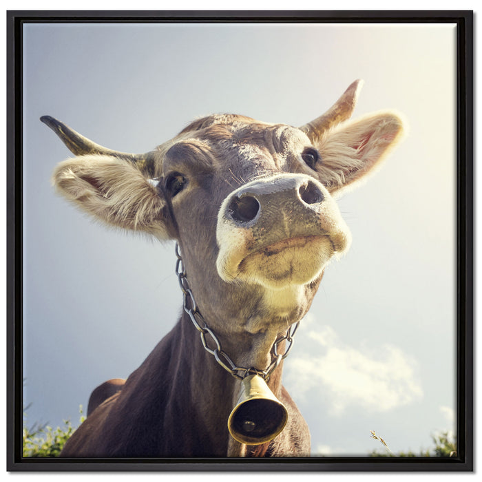 Lustiges Portrait einer Kuh auf Leinwandbild Quadratisch gerahmt Größe 70x70