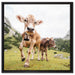 Almkuh auf der Weide auf Leinwandbild Quadratisch gerahmt Größe 60x60